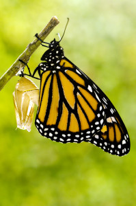 Monarch Butterfly Birth
