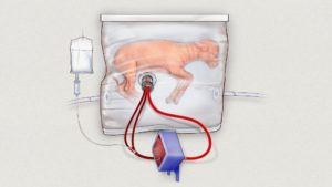 Lamb in artifical womb